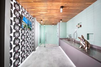 Spacious pet spa with massive showers